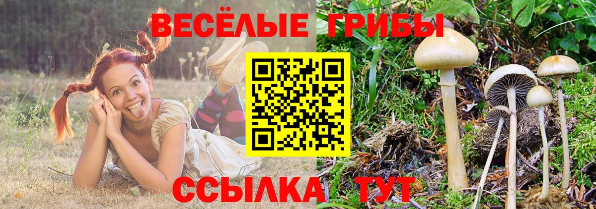 Псилоцибиновые грибы Psilocybe Касимов